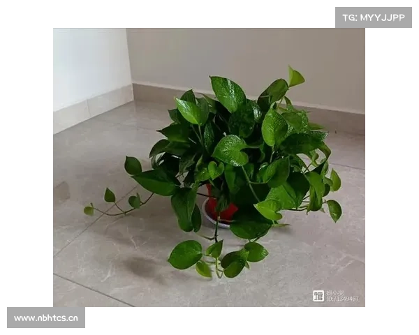 “屋内有三花,双手把财抓”,室内养这3种花,“吉利”又美观 “屋内有三花,双手把财抓”,室内养这3种花,“吉利”又美观